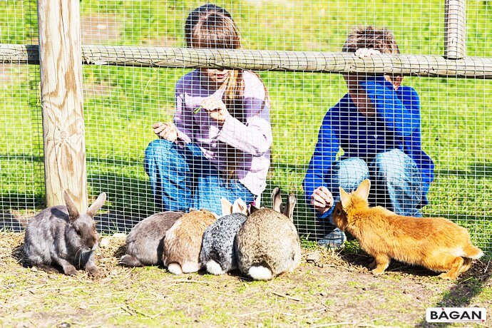 Ogrodzenie dla królików z siatki